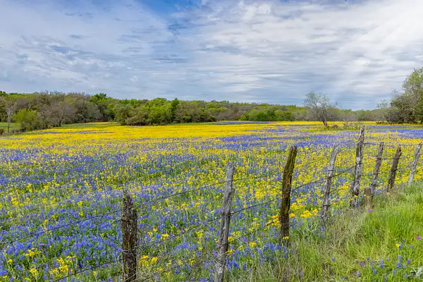 Blue & Yellow field by John Roberts