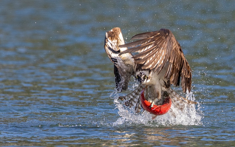 Osprey catching Kokanee Salmon