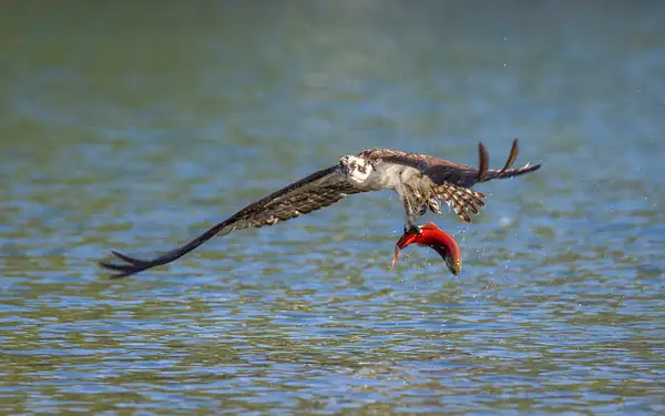 Osprey catching Kokanee Salmon by John Roberts