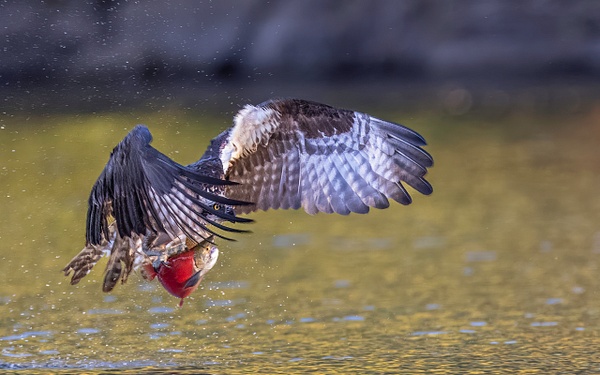Osprey catching Kokanee Salmon - John Roberts - Clicking With Nature®