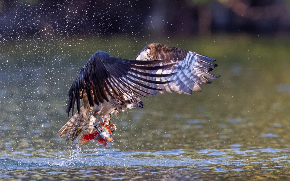 Osprey catching Kokanee Salmon