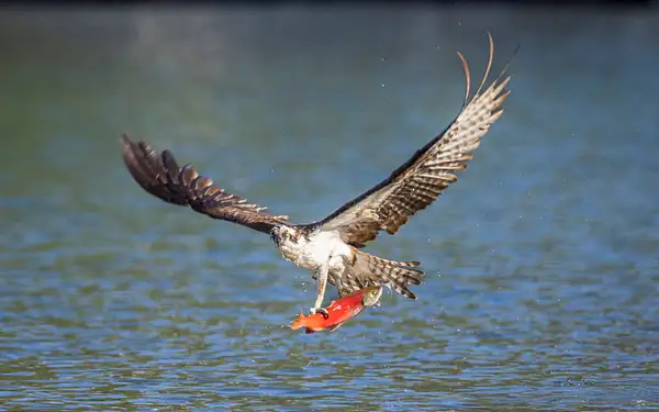 TaDa - Osprey catching Kokanee Salmon by John Roberts