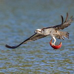 Osprey Catching Kokanee Salmon in Idaho