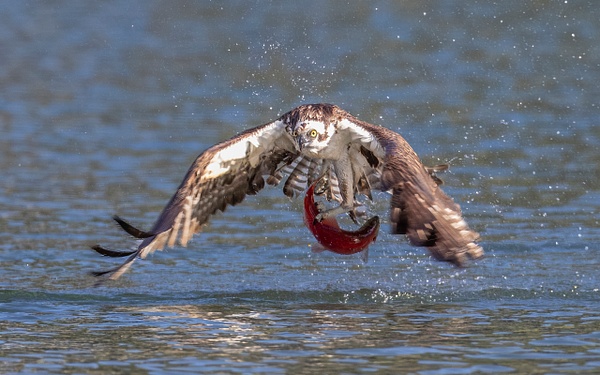 Osprey catching Kokanee Salmon - John Roberts - Clicking With Nature®