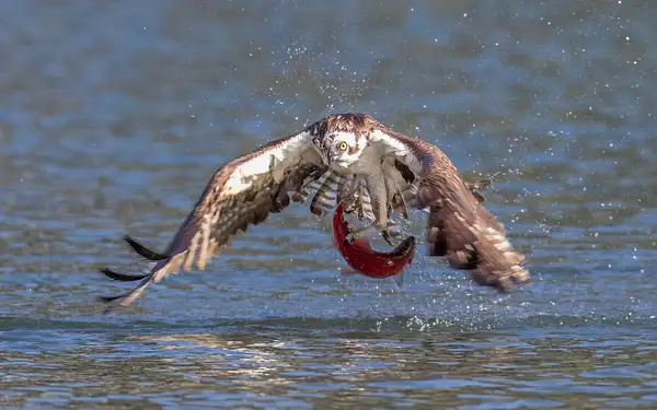 Osprey catching Kokanee Salmon by John Roberts