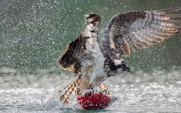Osprey Catching Kokanee Salmon in Idaho by John Roberts...