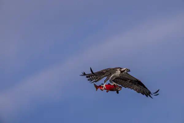 Osprey flying away with its catch by John Roberts