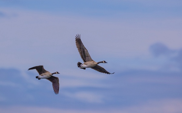 Canadian Geese - John Roberts - Clicking With Nature®