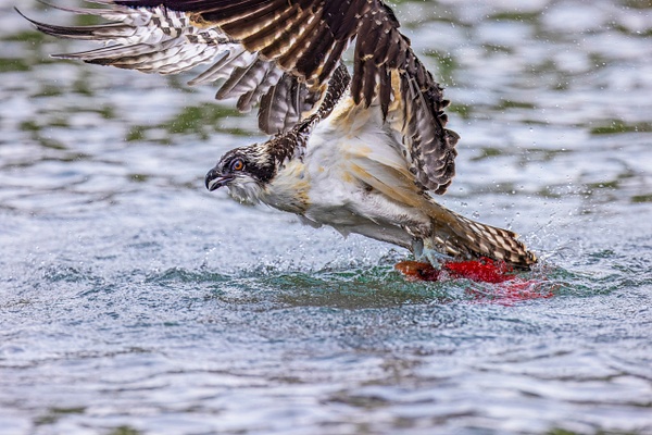 Juvenile Osprey taking off with salmon - John Roberts - Clicking With Nature®