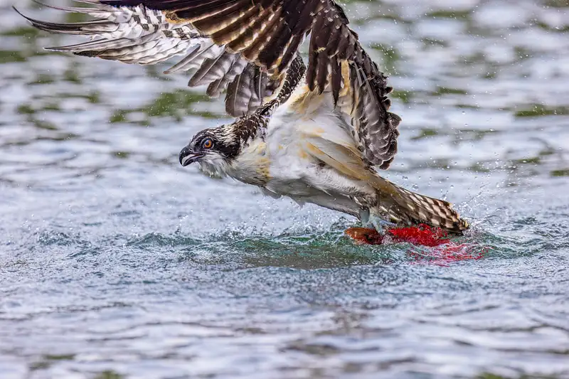 Juvenile Osprey taking off with salmon