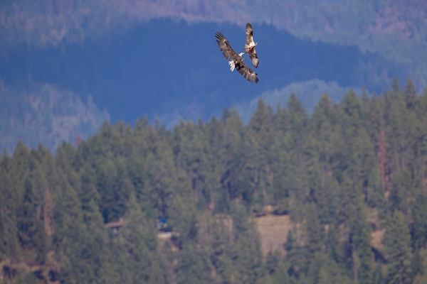 Bald Eagle trying to steal salmon from Osprey - John Roberts - Clicking With Nature®