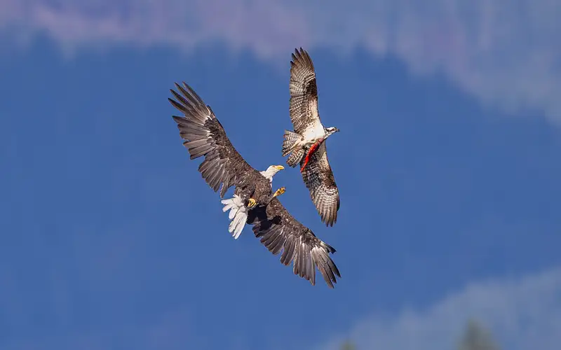 Bald Eagle trying to steal salmon from Osprey