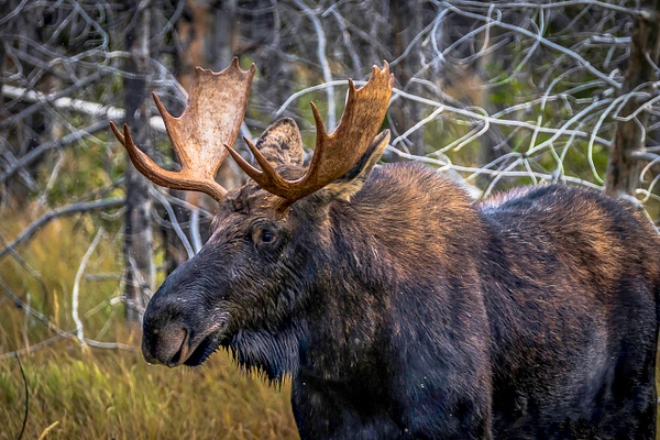 Moose Fight 4 - John Roberts - Clicking With Nature®
