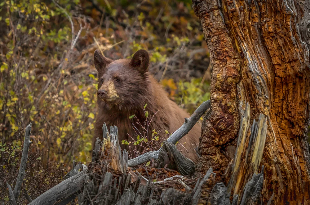Black Bear Cub