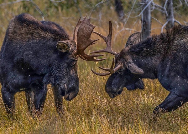 Moose Fight 2 - John Roberts - Clicking With Nature®