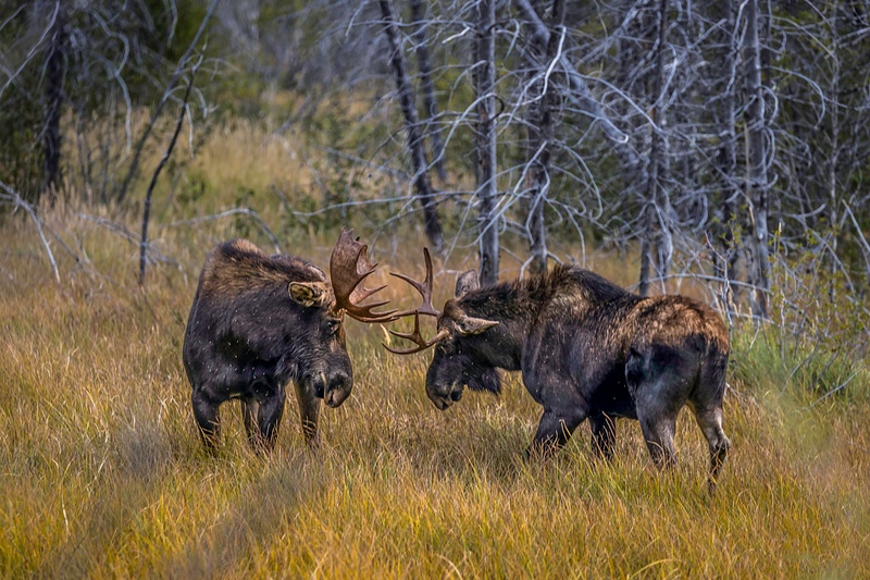 Moose Fight 1
