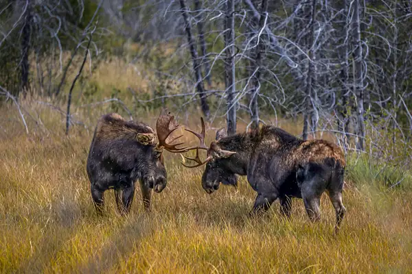 Moose Fight 1 by John Roberts