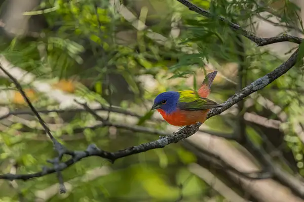 Painted Bunting by John Roberts