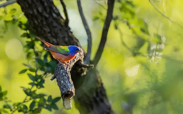 Painted Bunting Morning Light by John Roberts