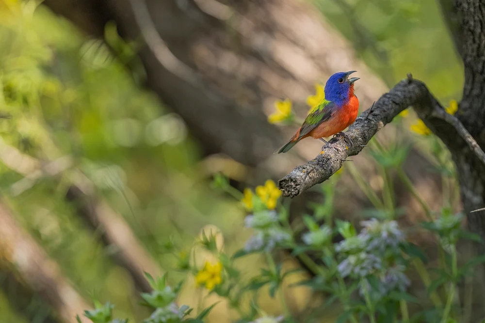 Painted Bunting Singing