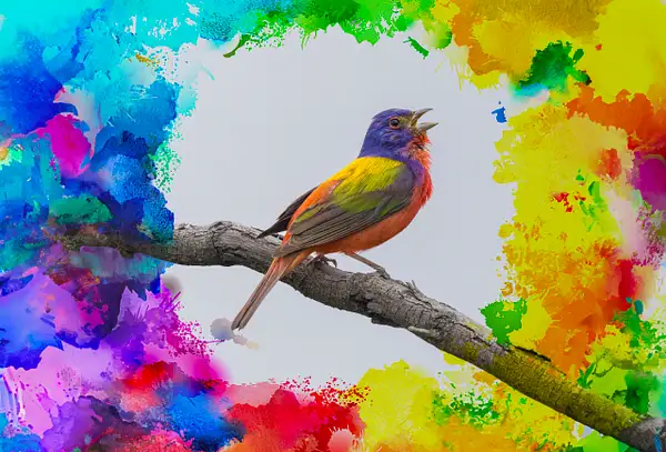 Painted Bunting with Colorful Frame by John Roberts