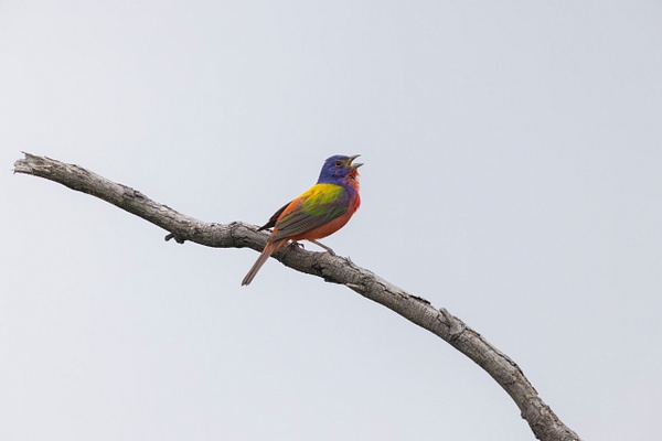 Painted Bunting 2 - John Roberts - Clicking With Nature® 