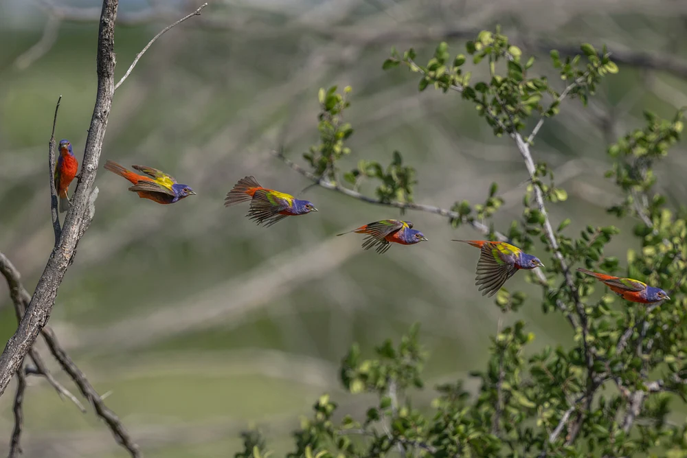 Painting Bunting Flight Series