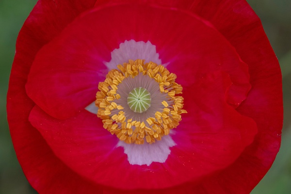 The Eye of the Red Poppy_MG_0141 - John Roberts - Clicking With Nature®