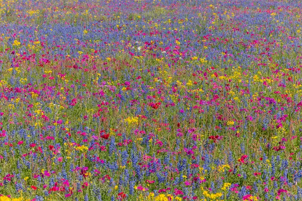 Wildflower Quilt_MG_0948 by John Roberts