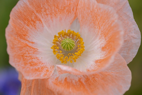 Orange Poppy_MG_0413 - John Roberts - Clicking With Nature®