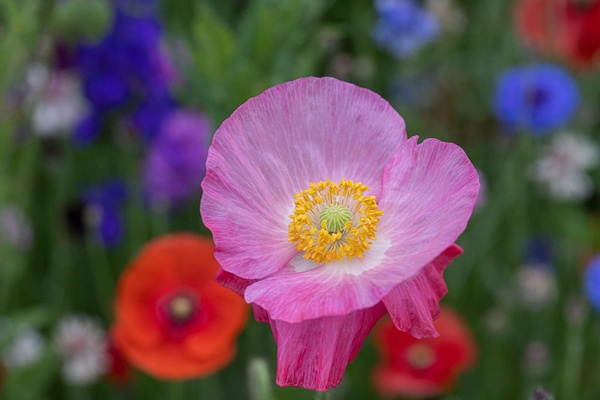 Pink Poppy Macro_MG_0098 - John Roberts - Clicking With Nature®