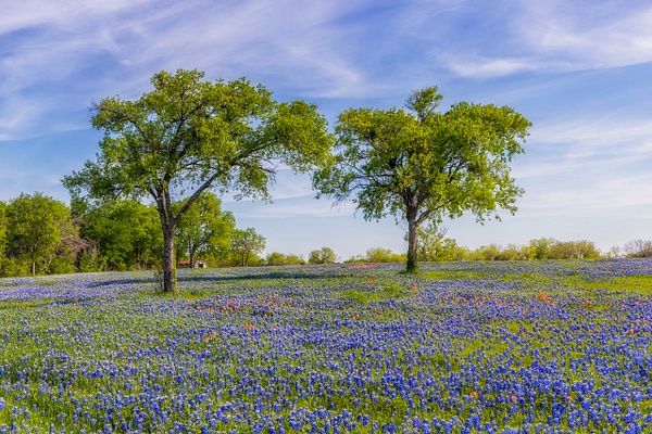 Two Trees on Bluebonnet Hill_MG_1167 - John Roberts - Clicking With Nature®