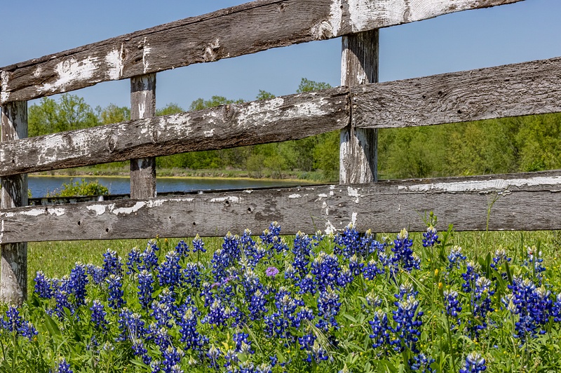 Old fence and Bluebonnets_MG_0248