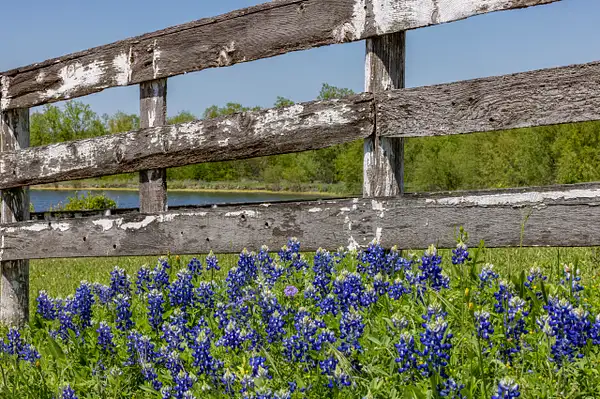 Old fence and Bluebonnets_MG_0248 by John Roberts