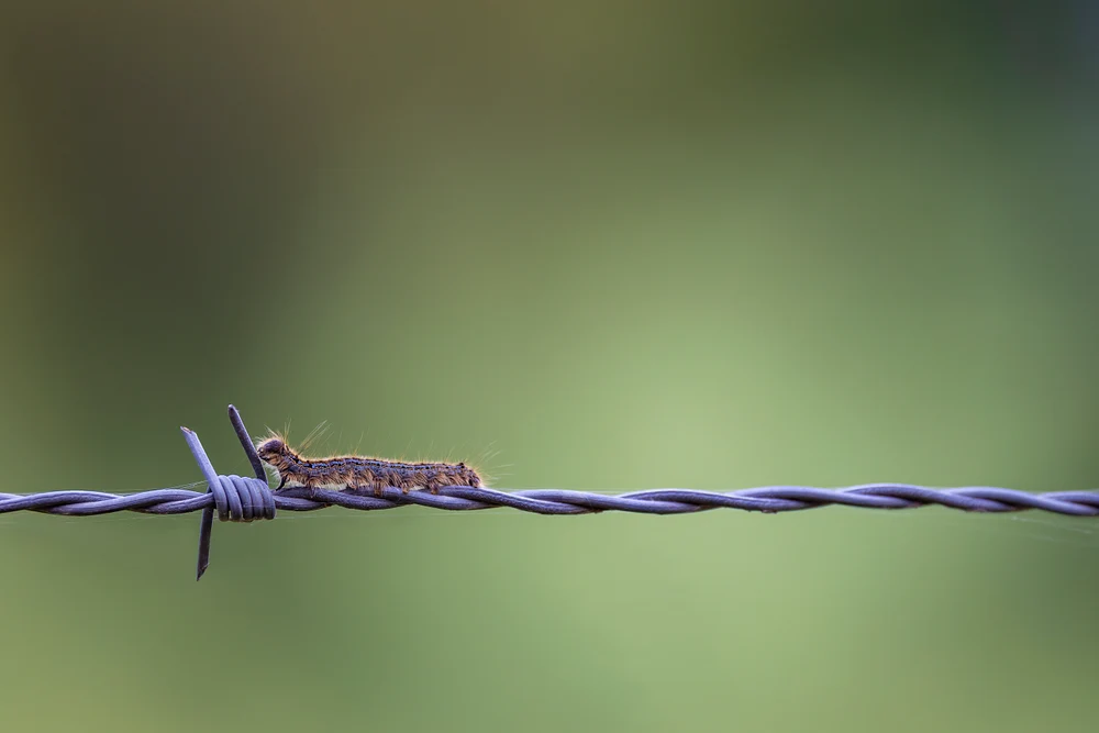 Forest Tent Caterpillar_