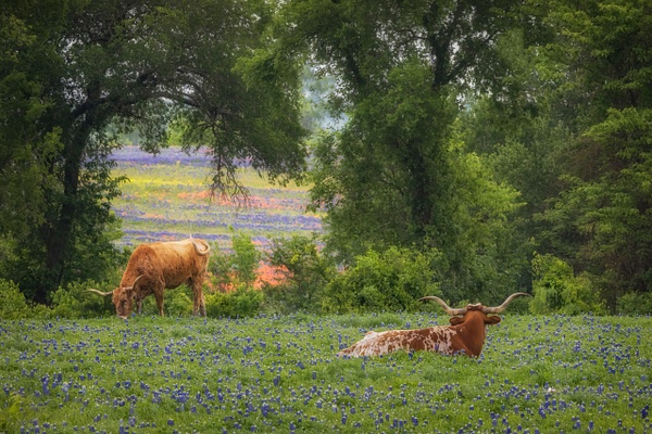Longhorns and Nature's Window_MG_0783-2 - John Roberts - Clicking With Nature®