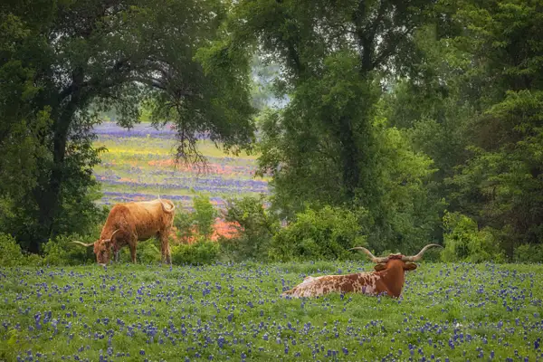 Longhorns and Nature's Window_MG_0783-2 by John Roberts