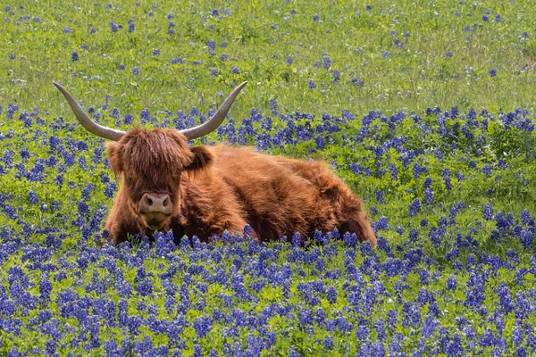 Highland Cattle - John Roberts - Clicking With Nature®