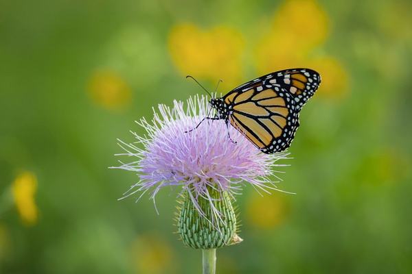 Monarch on a Thistle - John Roberts - Clicking With Nature®