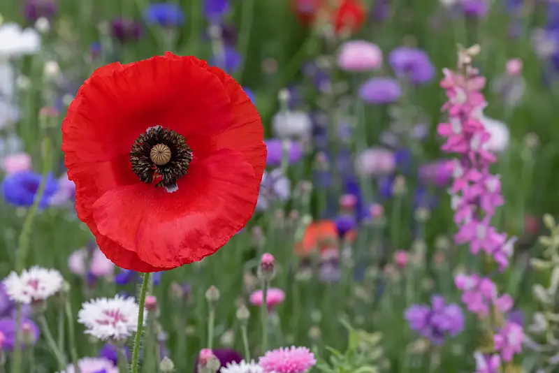 Red Poppy & Mixed Wildflowers