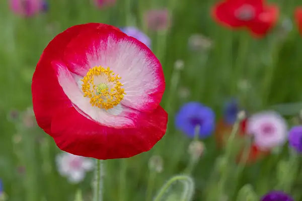 Red & White Poppy by John Roberts