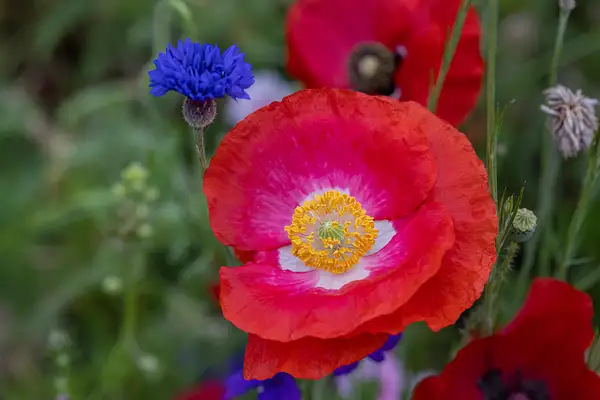 Red Poppy & Blue by John Roberts