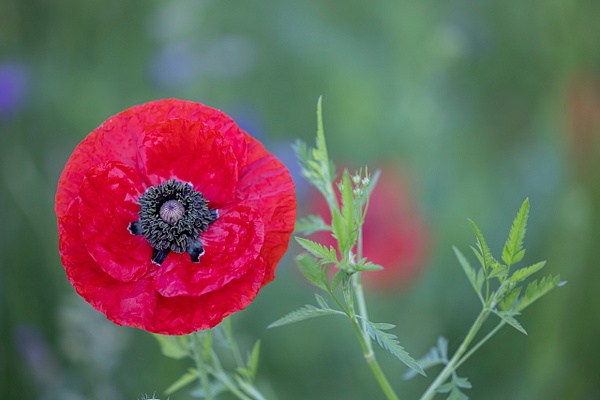 Red Poppy_Crowley Park - John Roberts - Clicking With Nature®