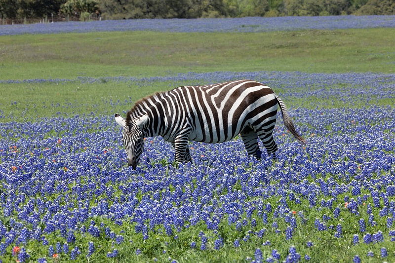 Zebra in Bluebonnets