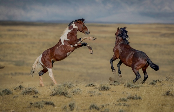 Wild Mustangs - Sparring 2 - John Roberts - Clicking With Nature®