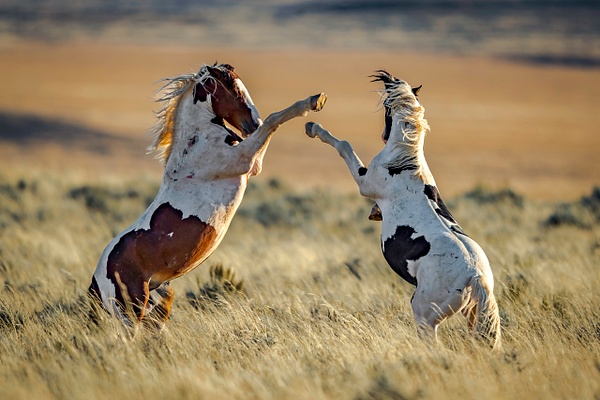 Wild Mustangs - Sparring - John Roberts - Clicking With Nature® 