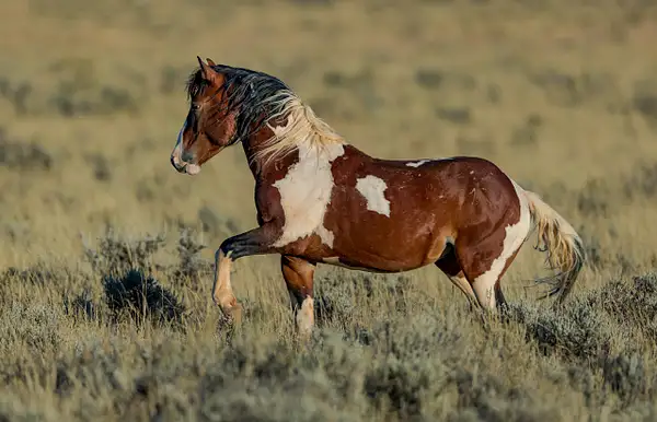 Wild Mustang_ by John Roberts