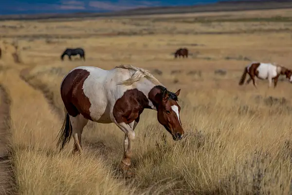 Wild Mustangs 13 by John Roberts