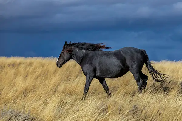 Wild Mustangs 21 by John Roberts