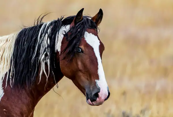 Wild Horses of Wyoming by John Roberts by John Roberts